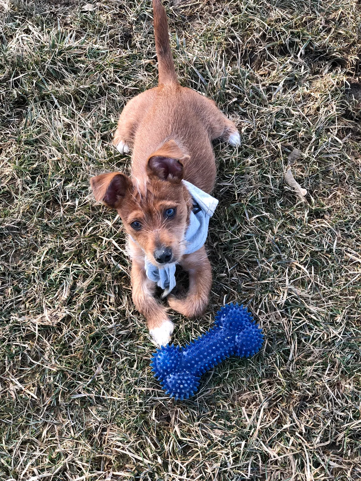 Lost dog in Grove City, OH, 43123