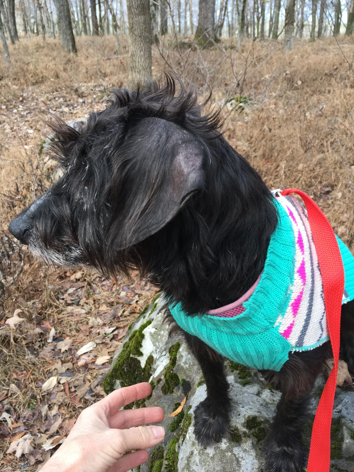 Lost dog in Rising Fawn, GA, 30738