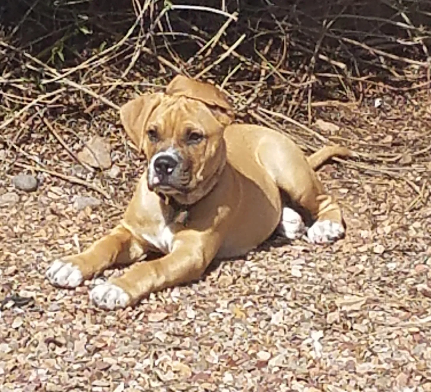 Lost dog in Tucson, AZ, 85705