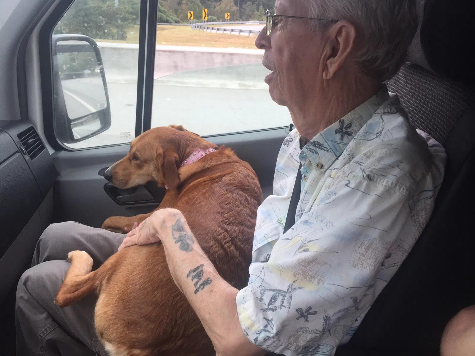 Lost dog in Pelzer, SC, 29669