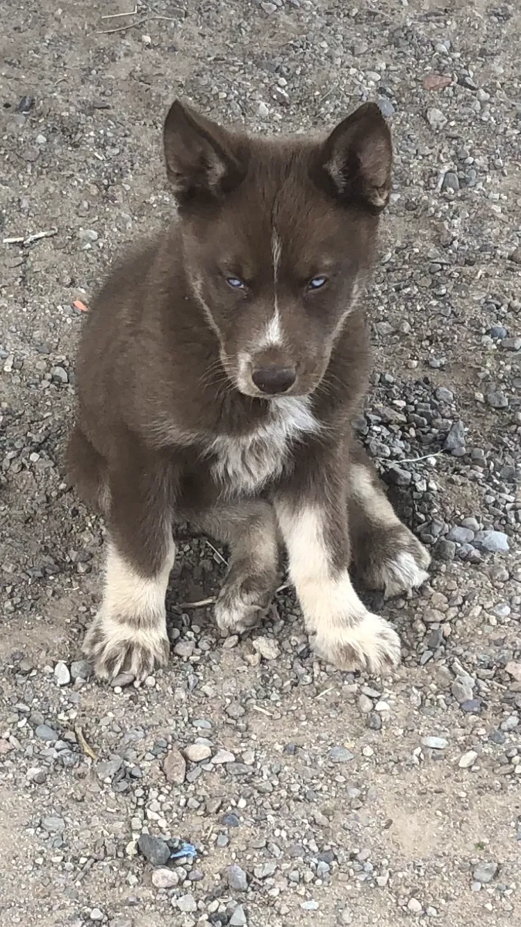 Lost dog in El Paso, TX, 79904
