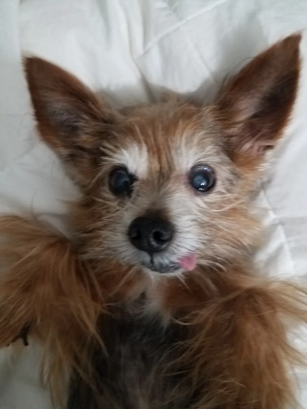 Lost dog in Humble, TX, 77346