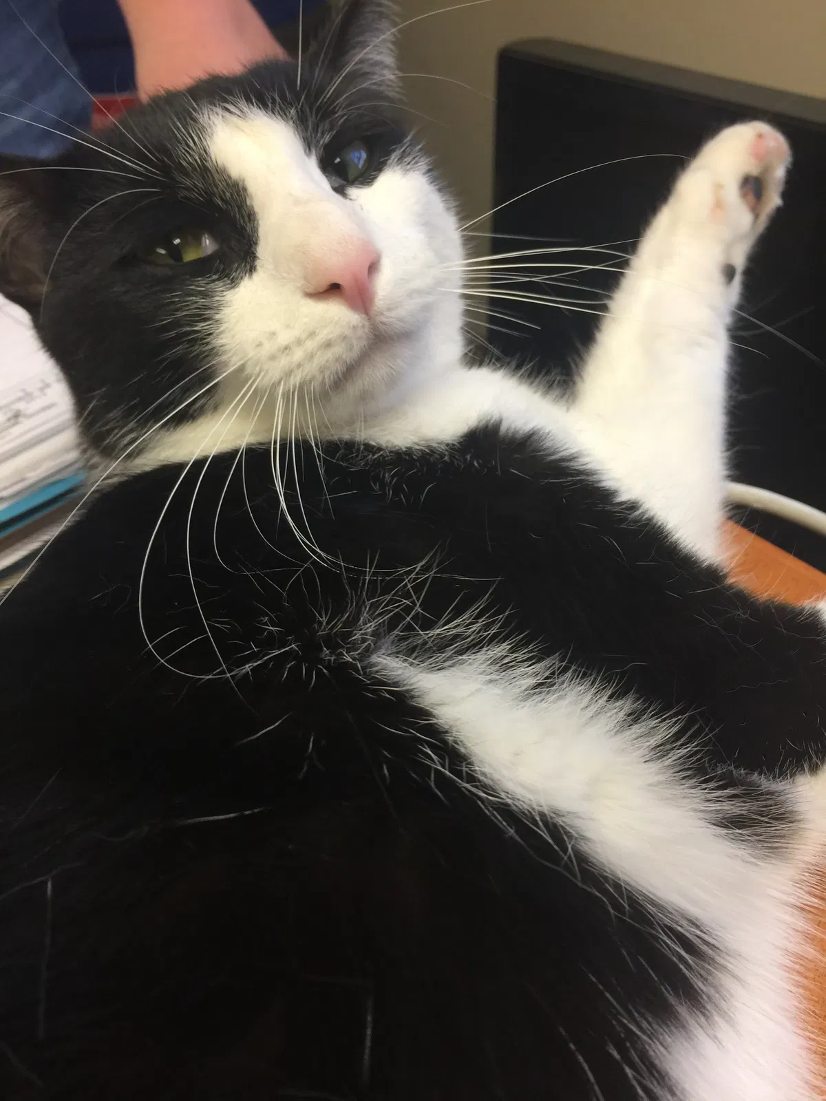 Lost cat in Atlanta, GA, 30338