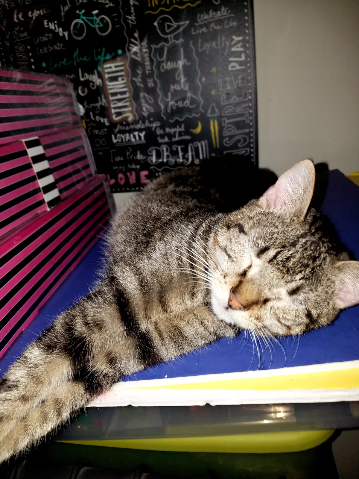 Lost cat in Baton Rouge, LA, 70808