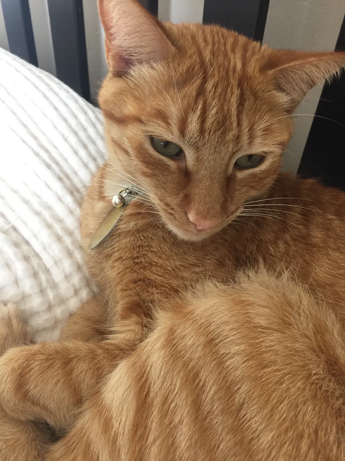 Lost cat in San Diego, CA, 92115