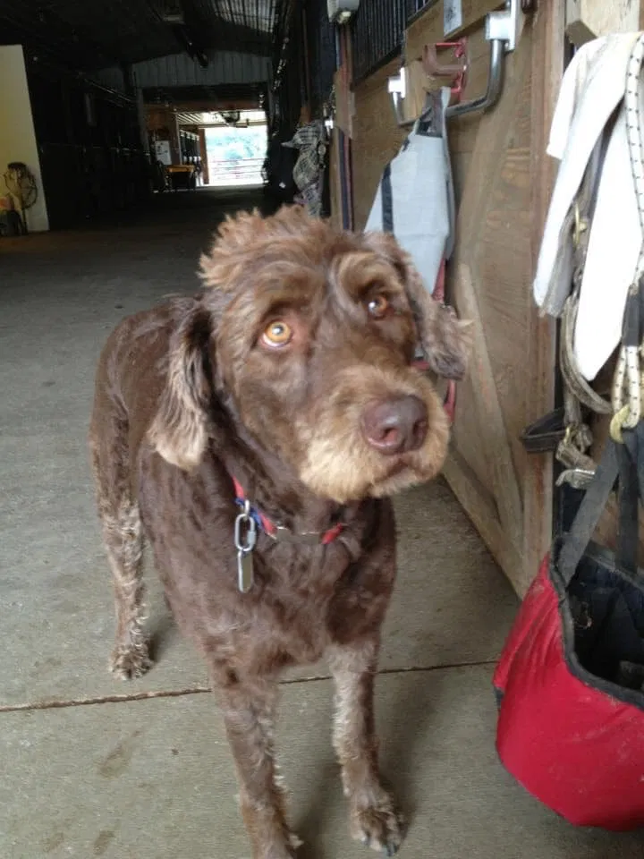 Lost dog in Massillon, OH, 44647