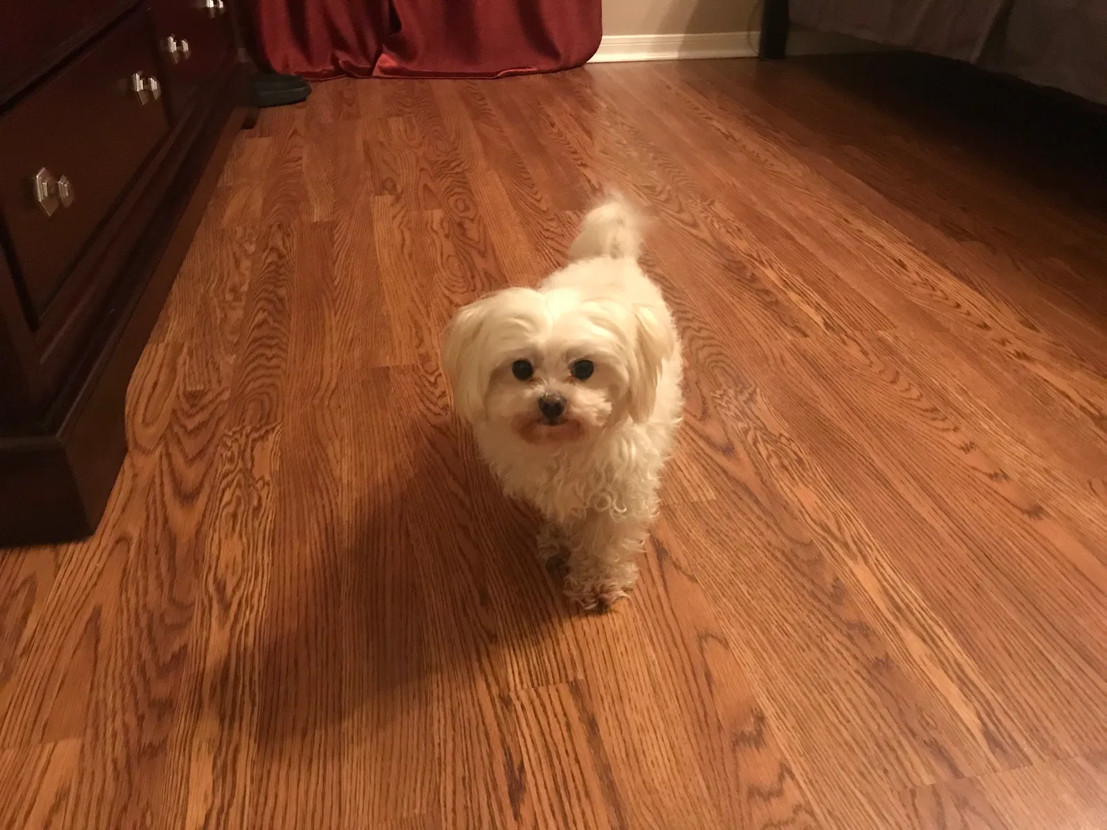 Lost dog in Pasadena, TX, 77503