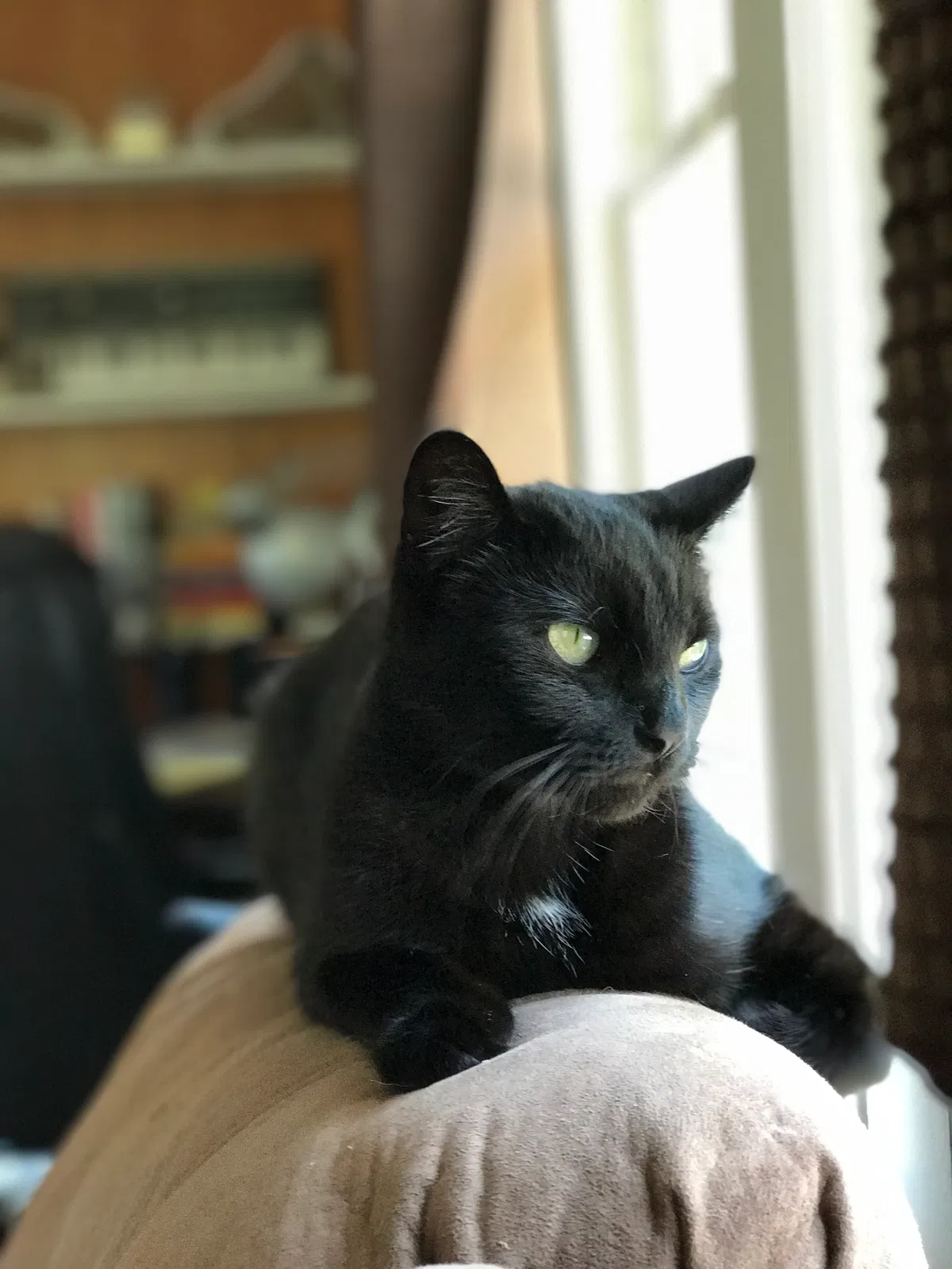 Lost cat in Los Alamitos, CA, 90720