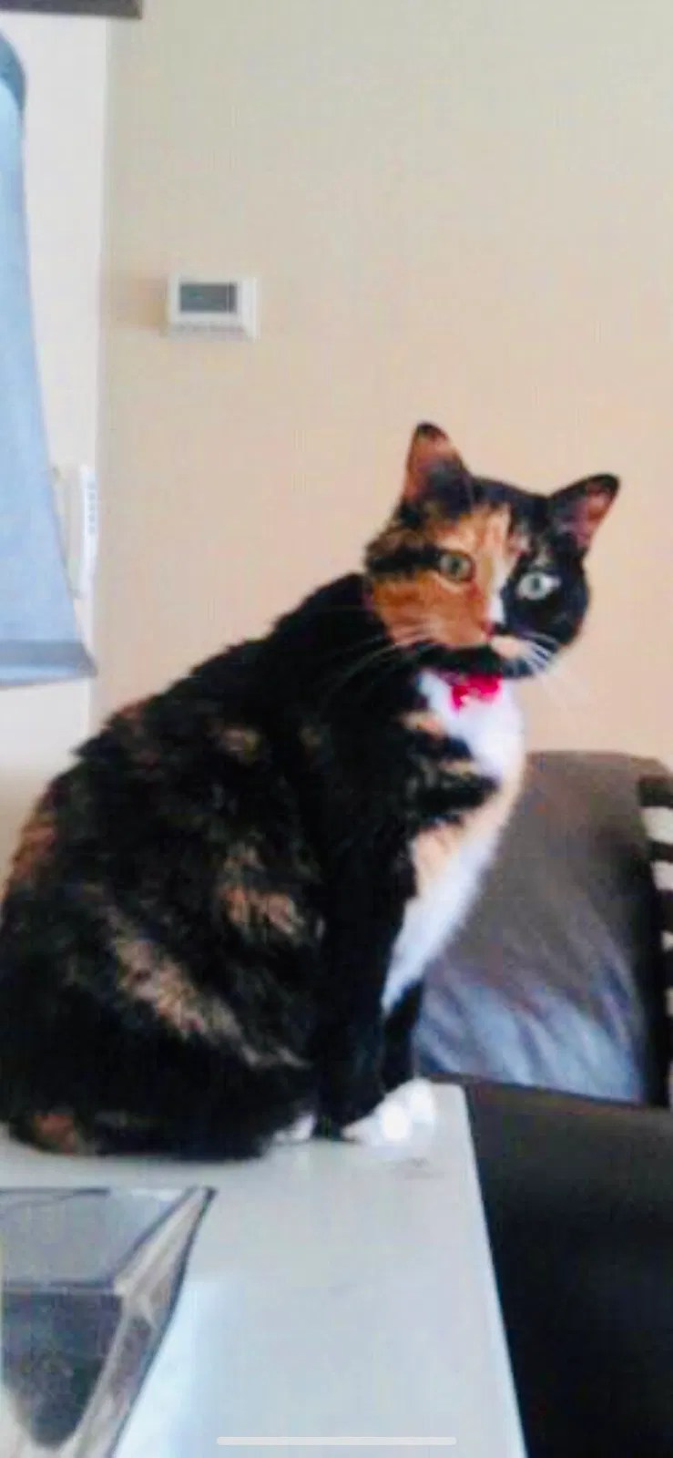 Lost cat in Ocoee, FL, 34761
