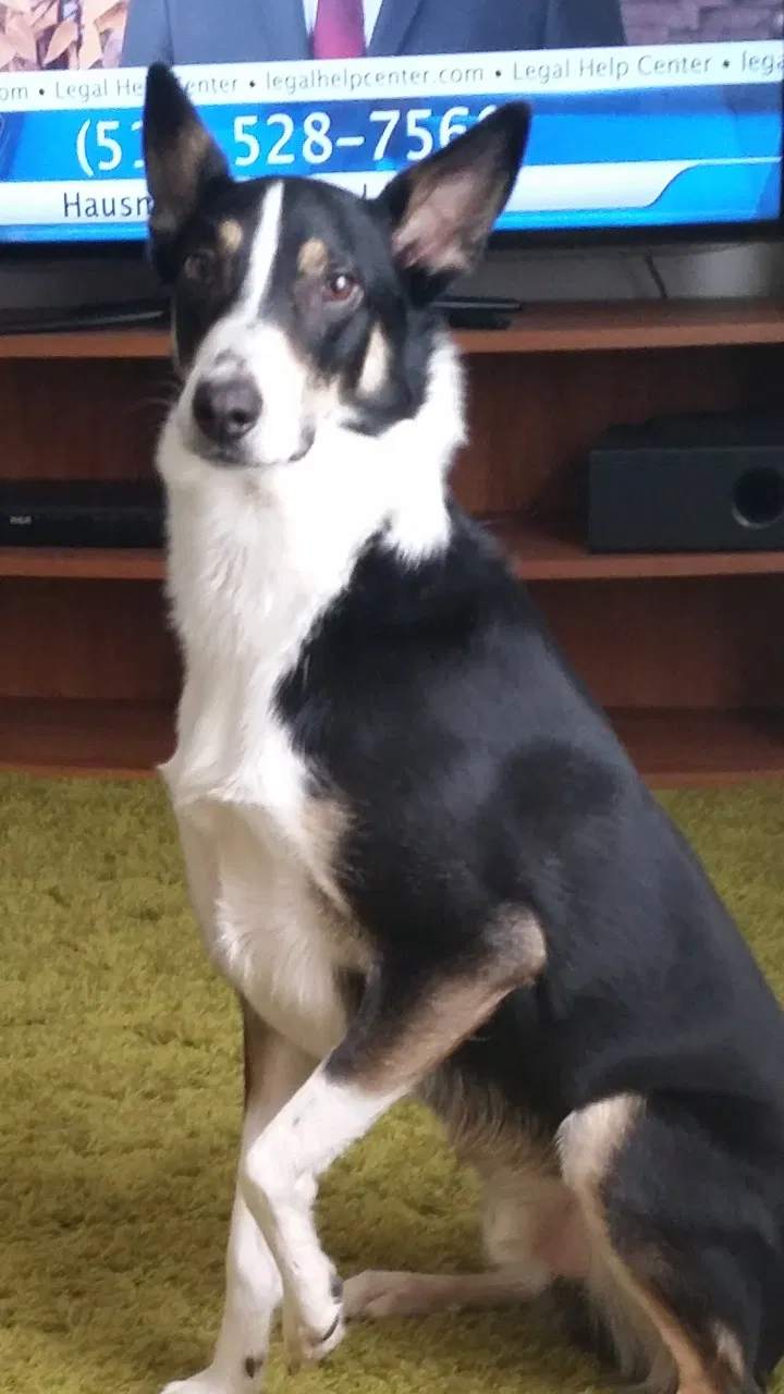Lost dog in Des Moines, IA, 50315