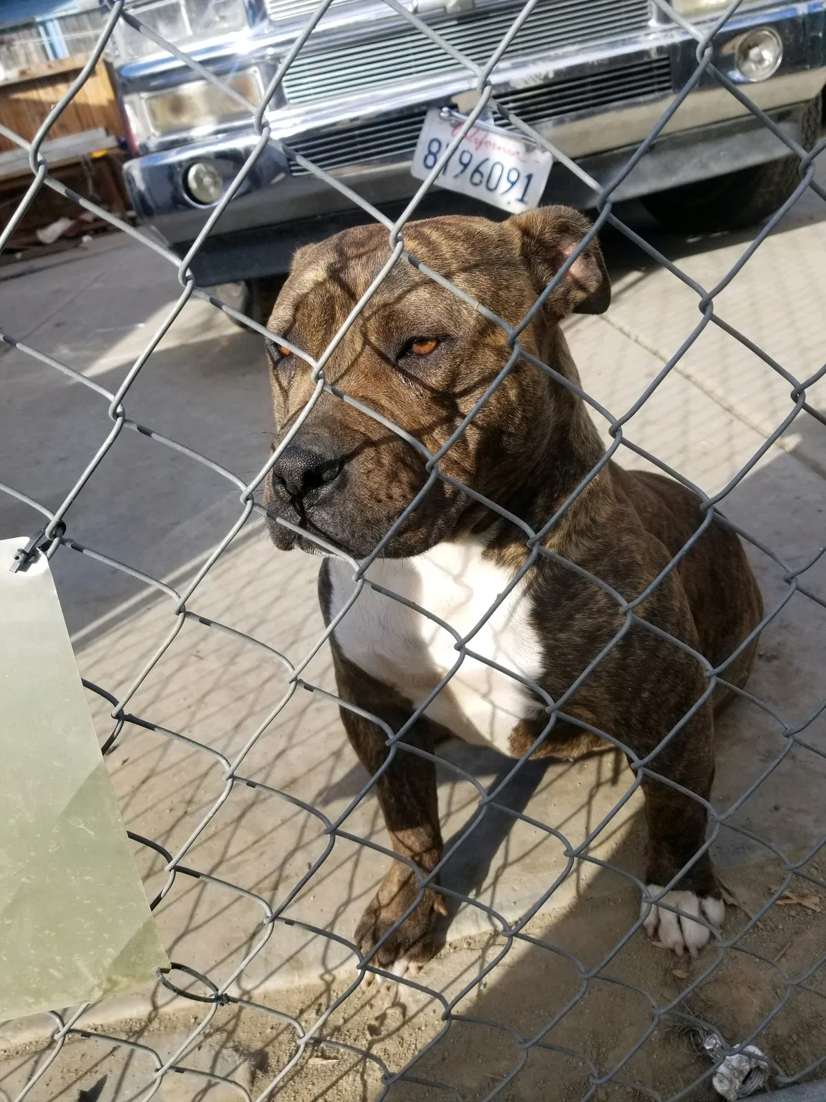 Lost dog in Bakersfield, CA, 93307