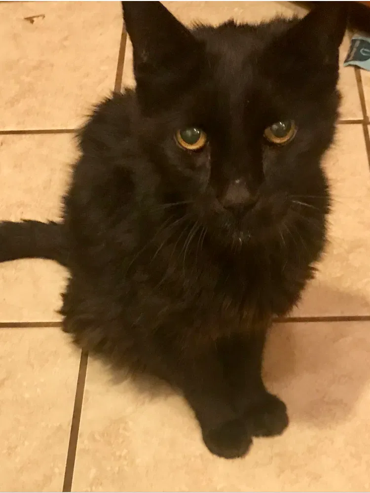Lost cat in Baldwin City, KS, 66006