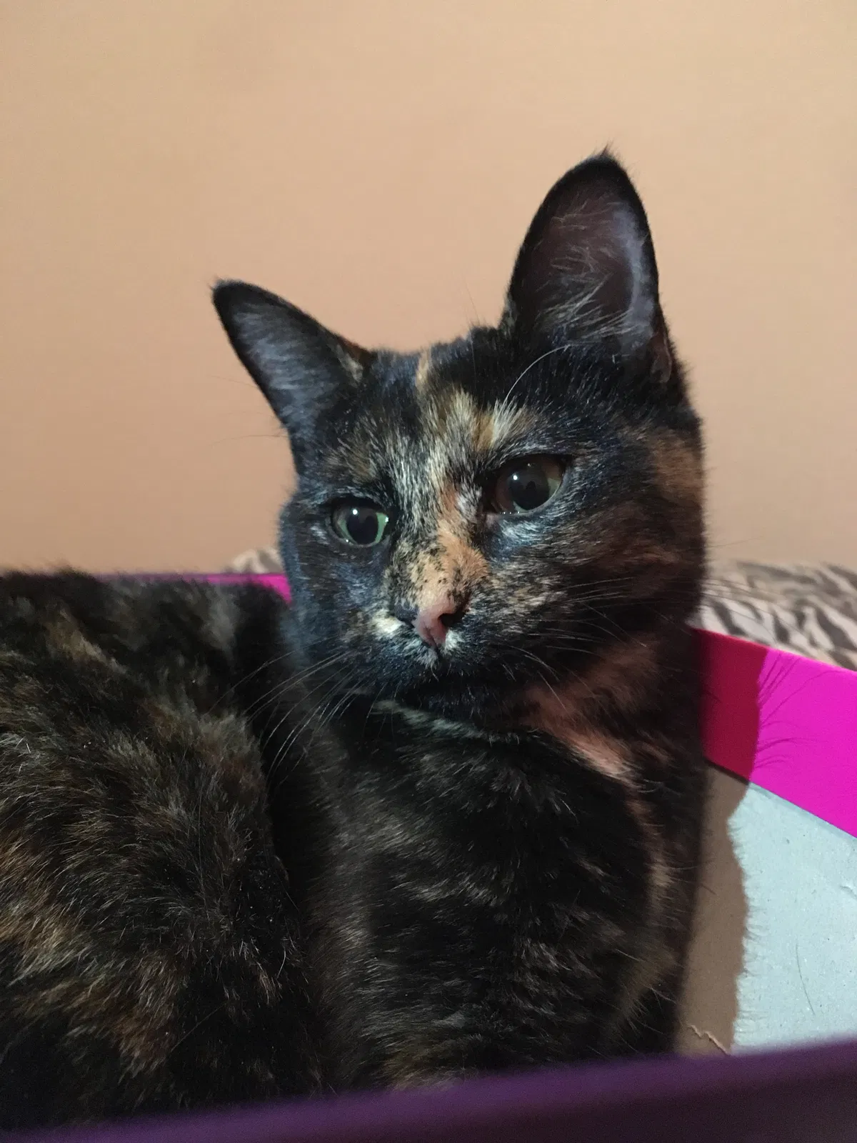 Lost cat in Colorado Springs, CO, 80922