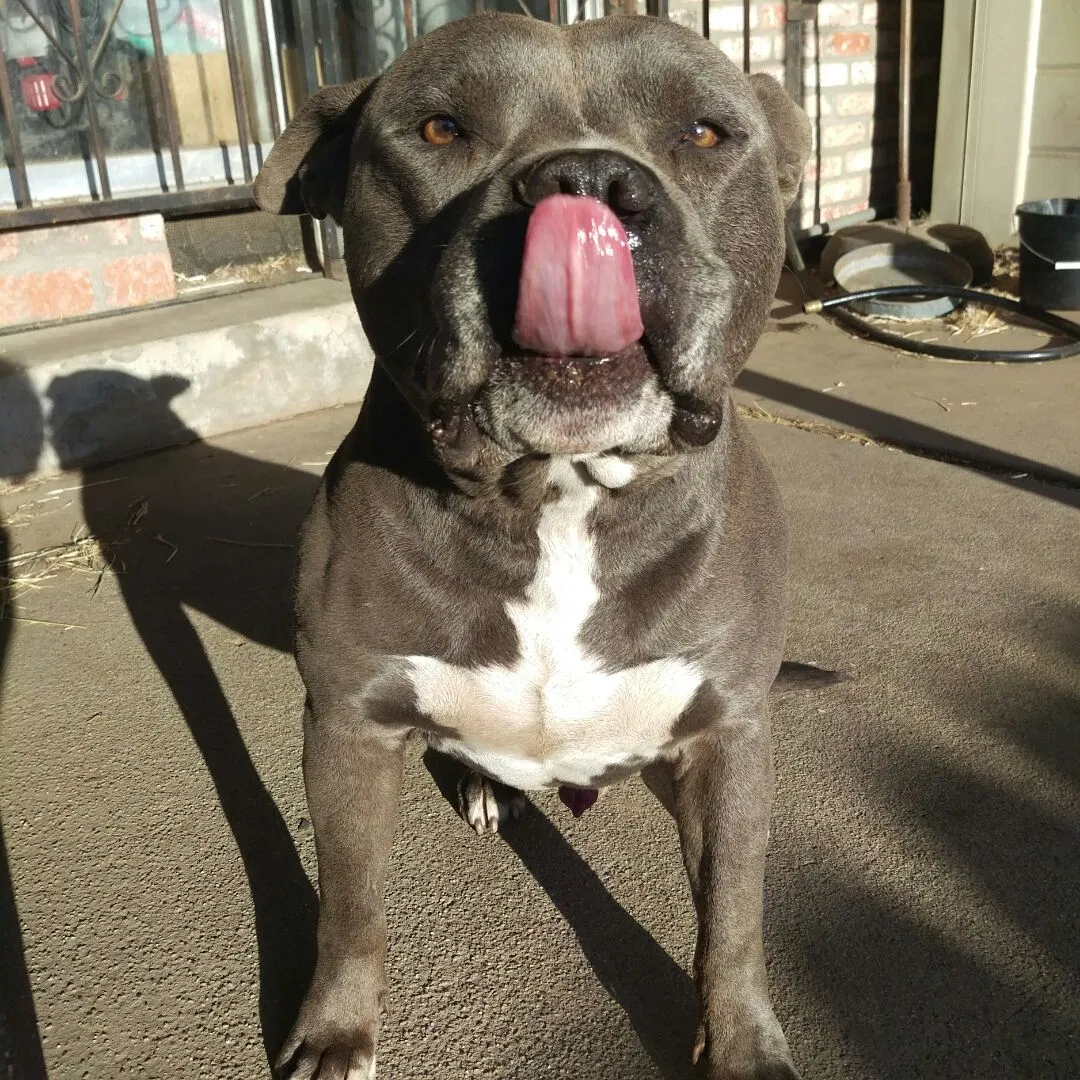 Lost dog in Vallejo, CA, 94590