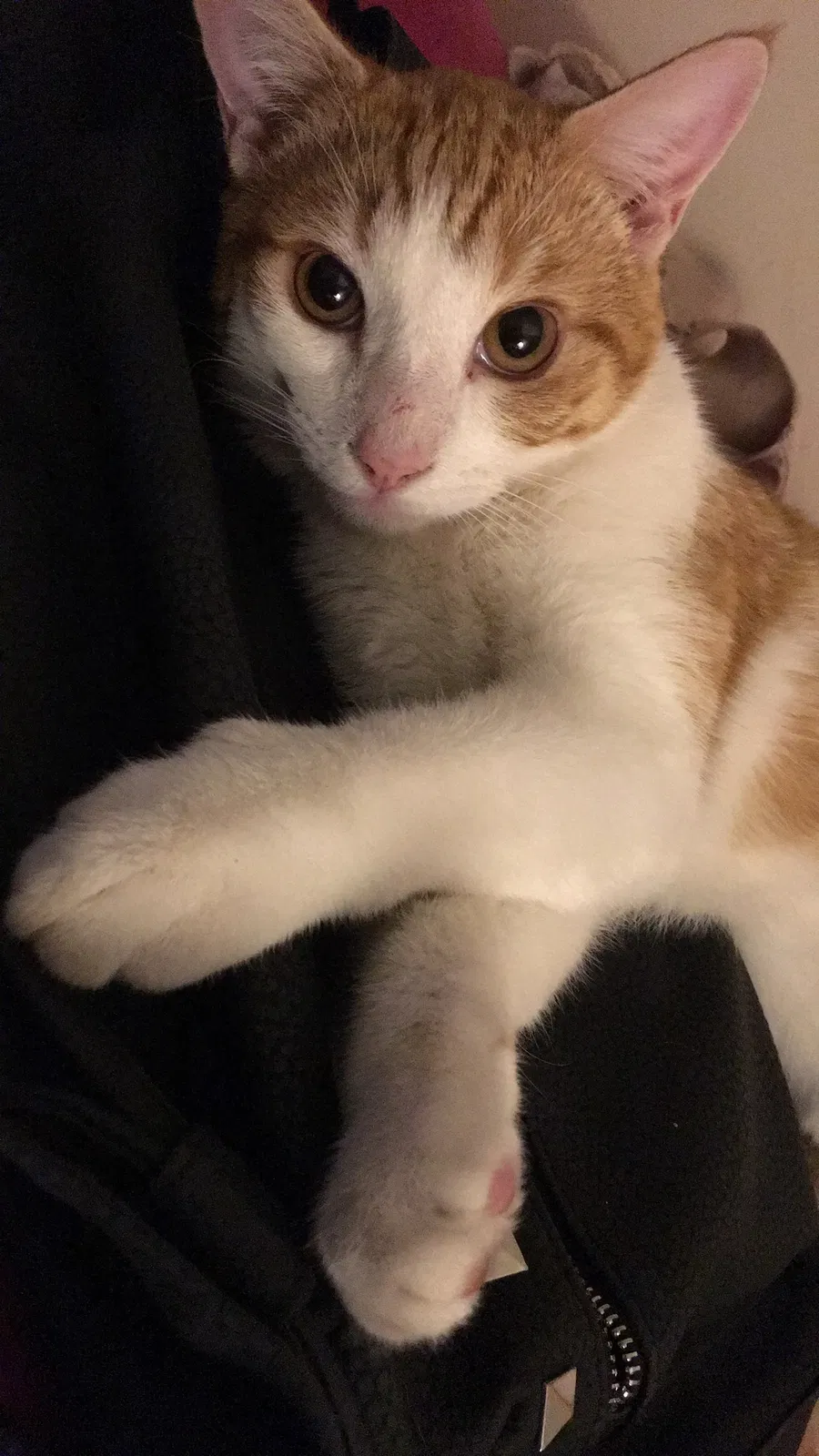 Lost cat in Reseda, CA, 91335