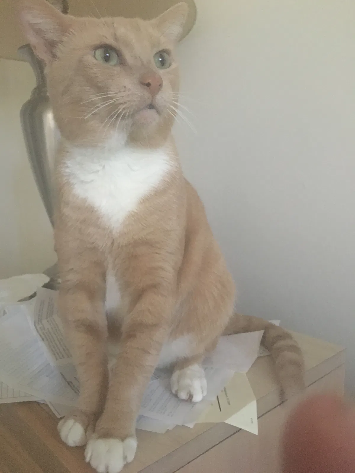 Lost cat in Huntsville, AL, 35810