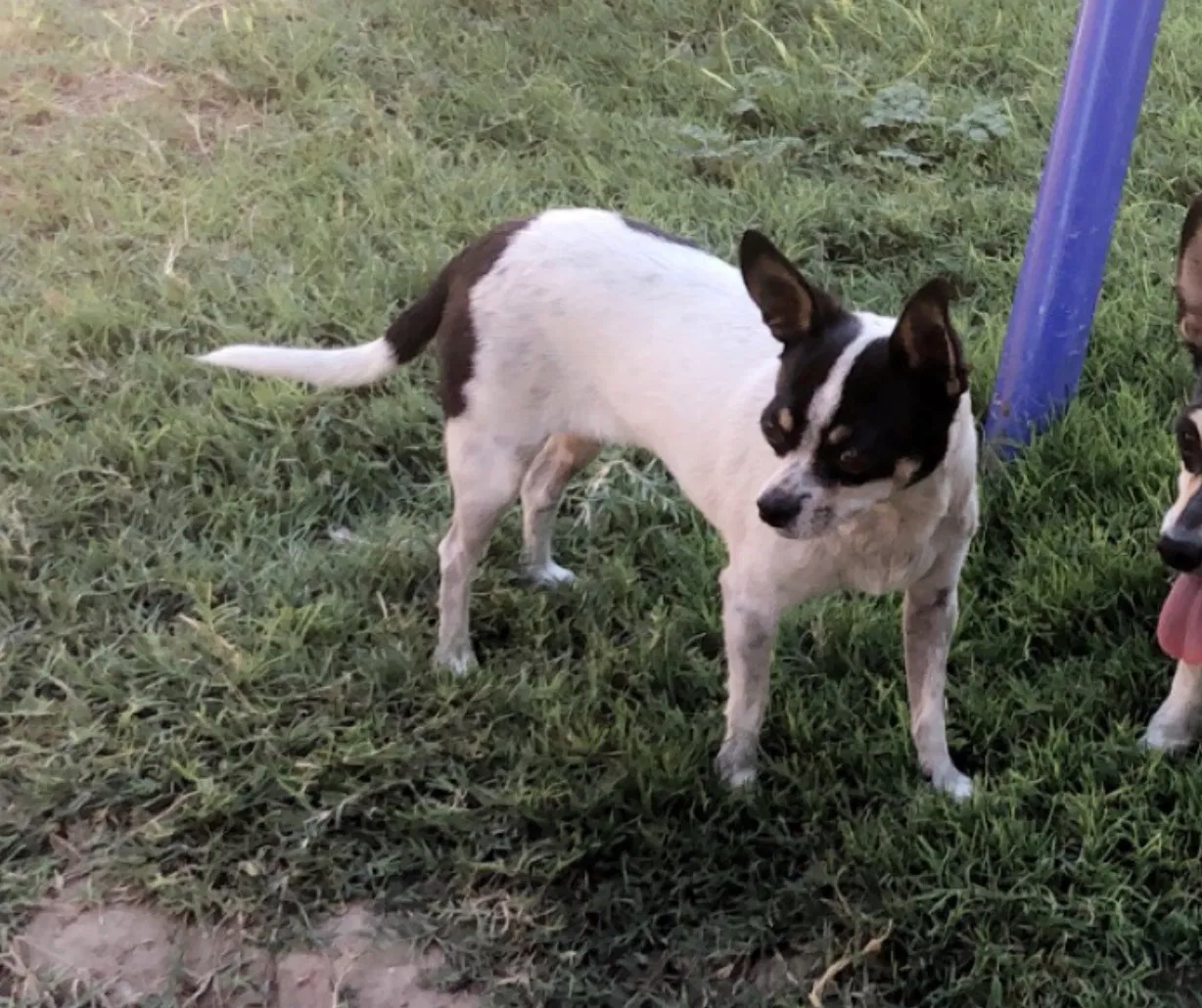 Lost dog in Bakersfield, CA, 93307