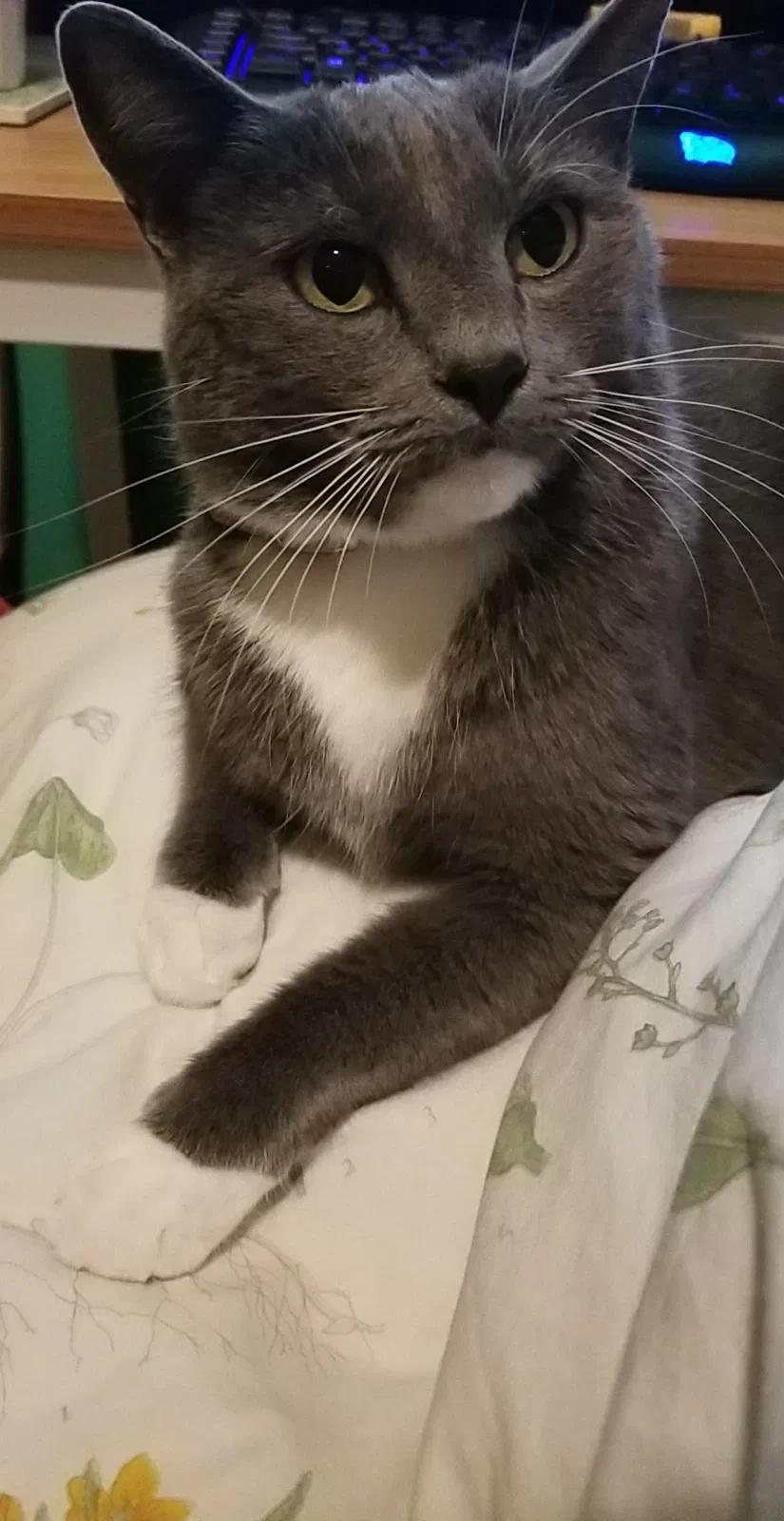 Lost cat in Vero Beach, FL, 32966