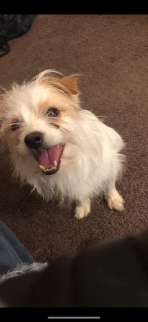 Lost dog in Radcliff, KY, 40160