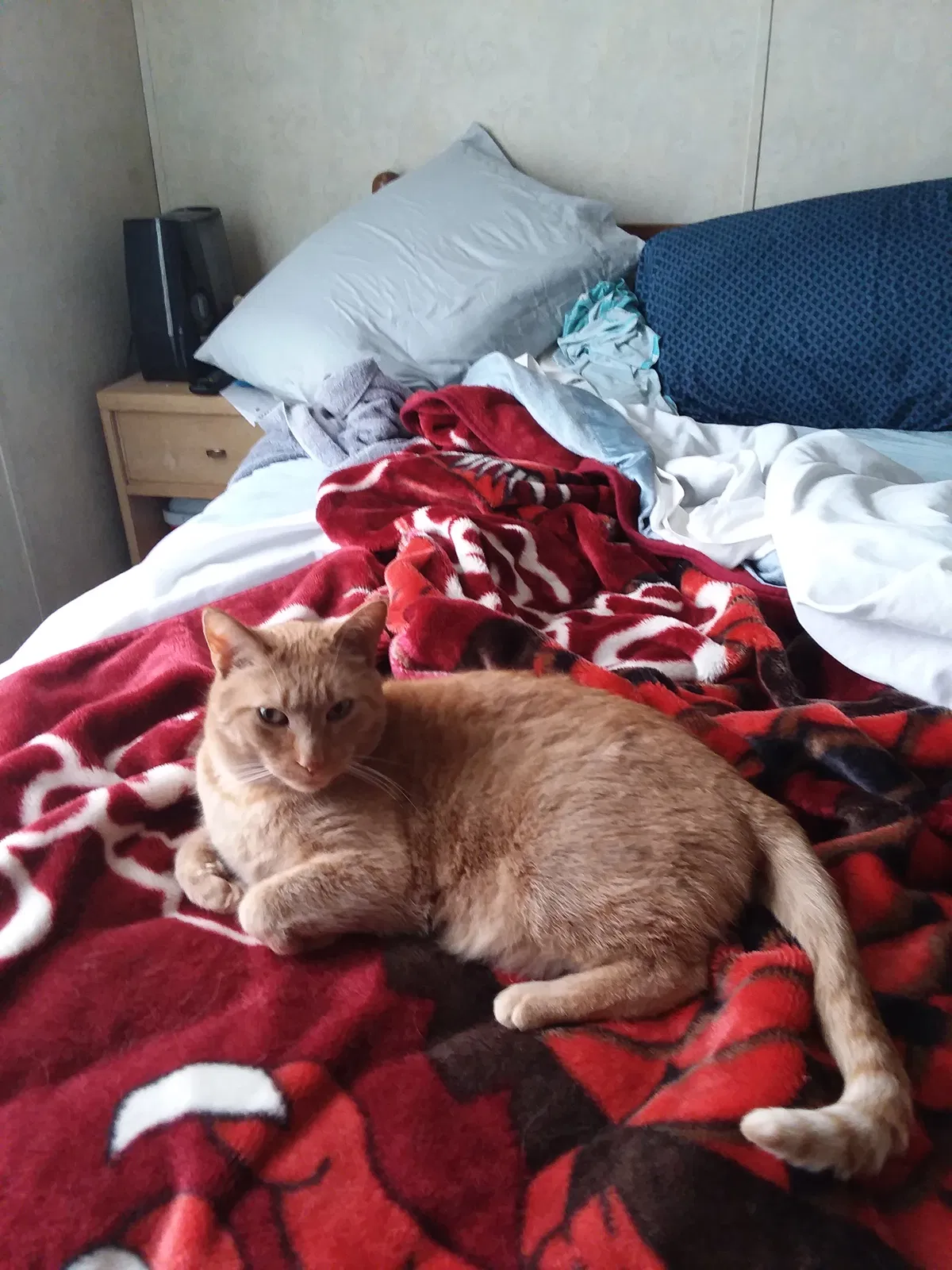 Lost cat in Oxford, WI, 53952