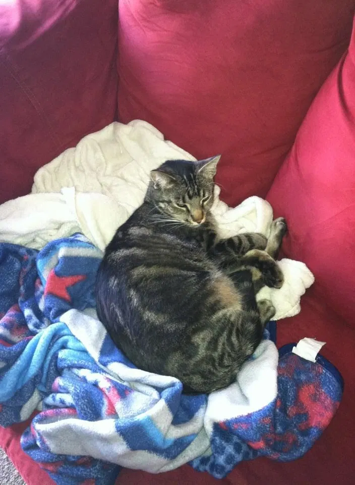 Lost cat in Nashville, TN, 37217