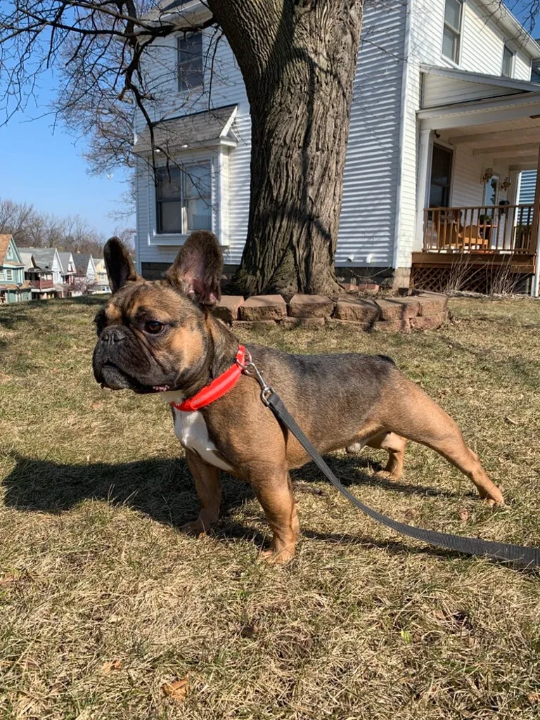 Lost dog in Rochester, NY, 14608