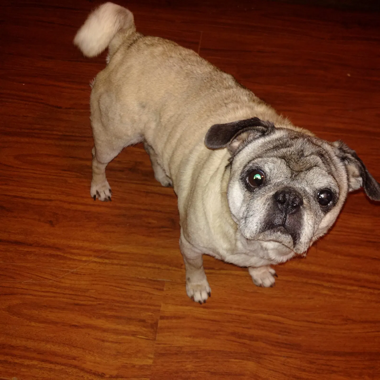 Lost dog in Porter, TX, 77365