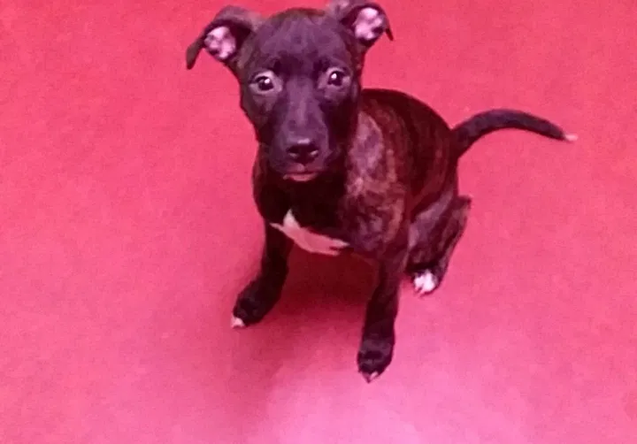 Lost dog in Indianapolis, IN, 46222