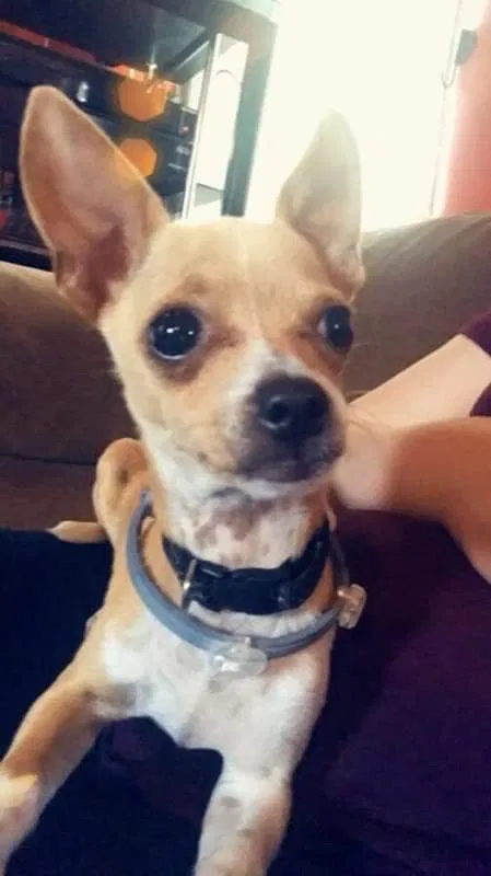 Lost dog in Kennett Square, PA, 19348