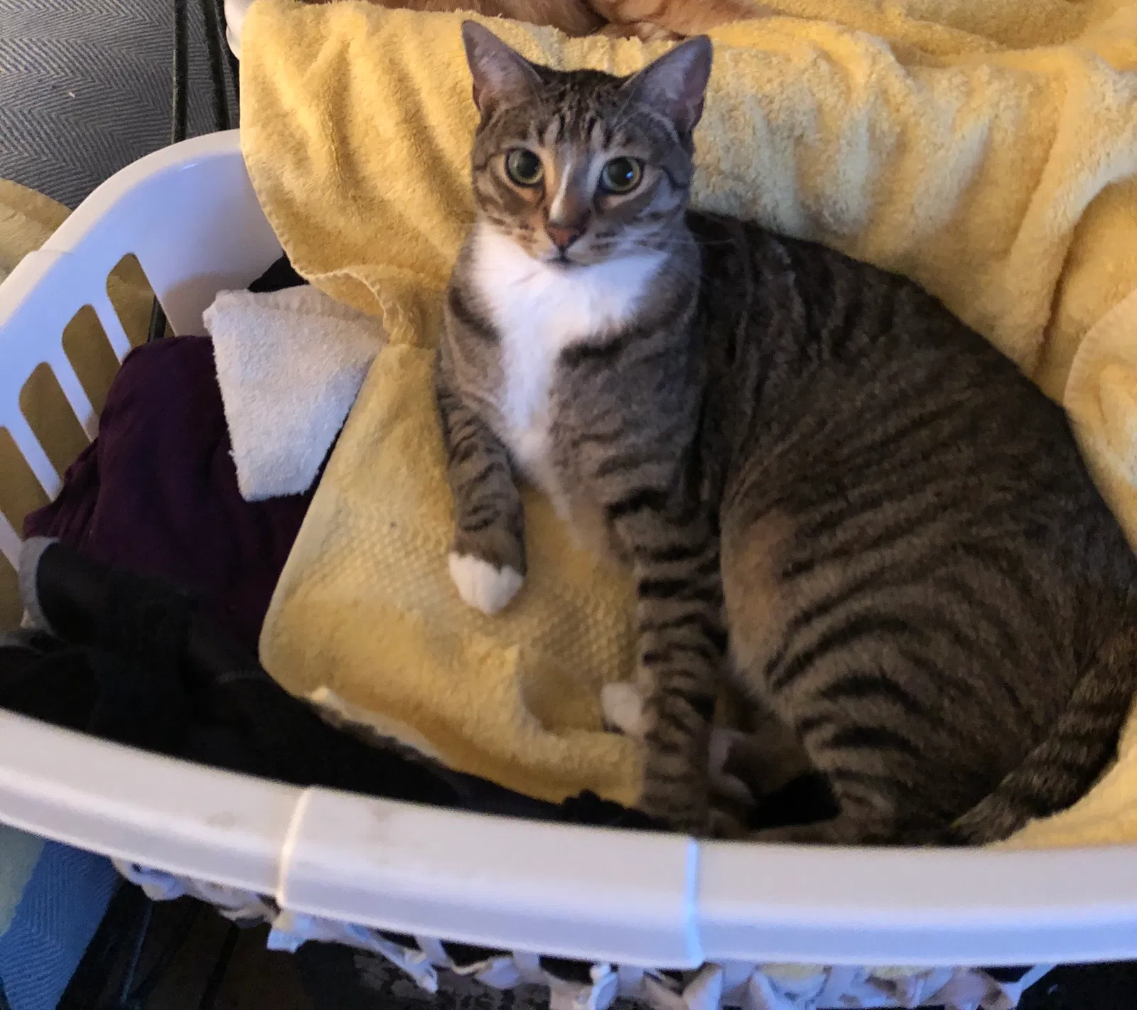 Lost cat in Tulsa, OK, 74136