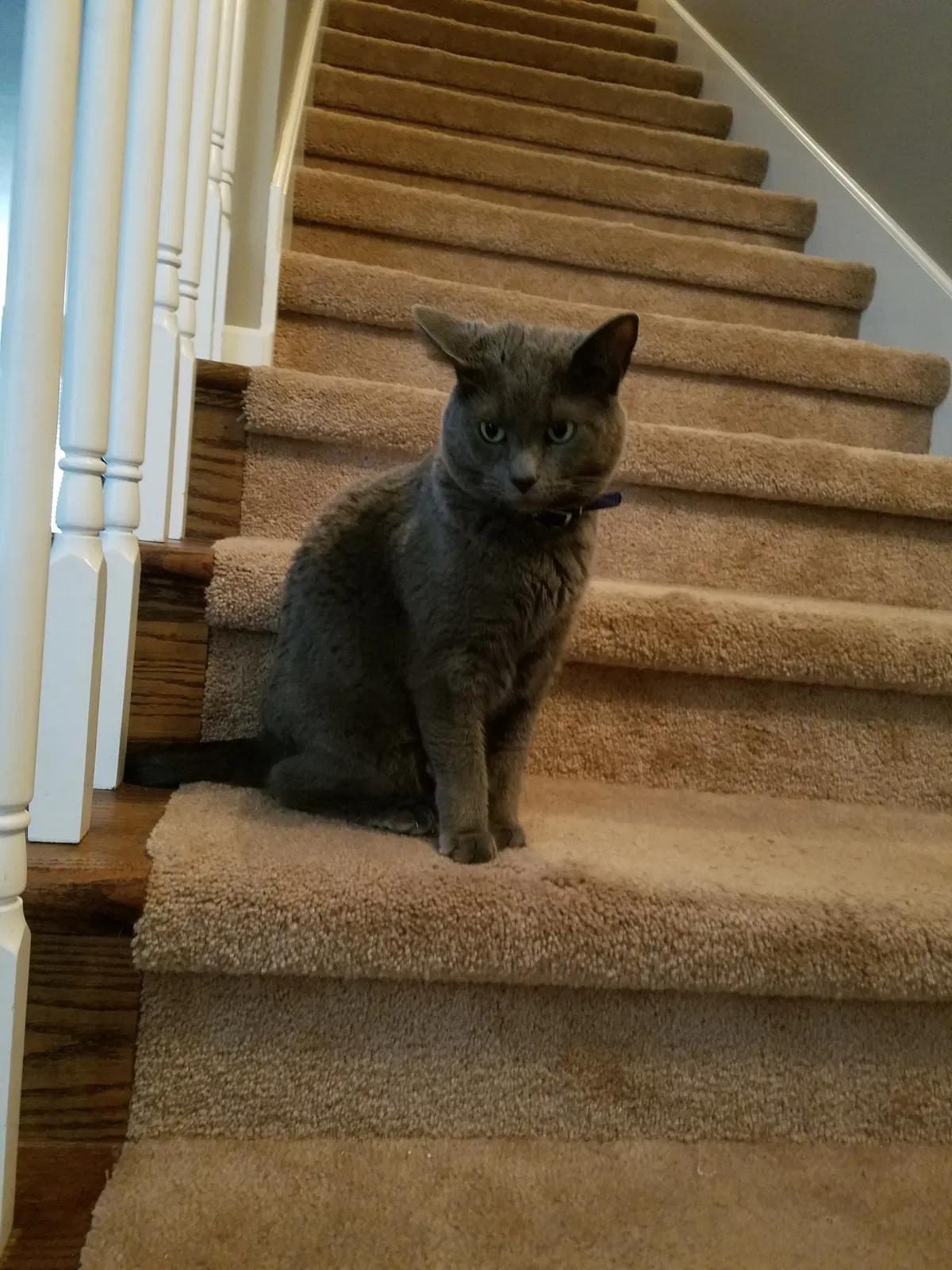 Lost cat in Clarksville, TN, 37040