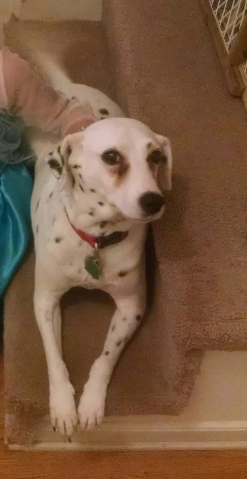 Lost dog in Simpsonville, SC, 29680