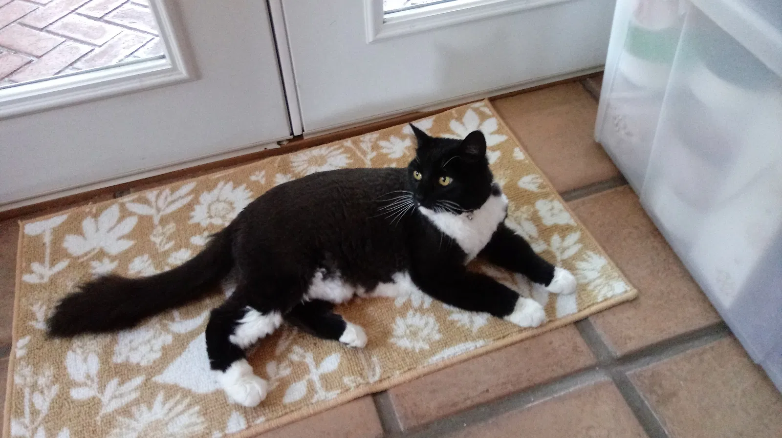 Lost cat in Carlsbad, CA, 92011