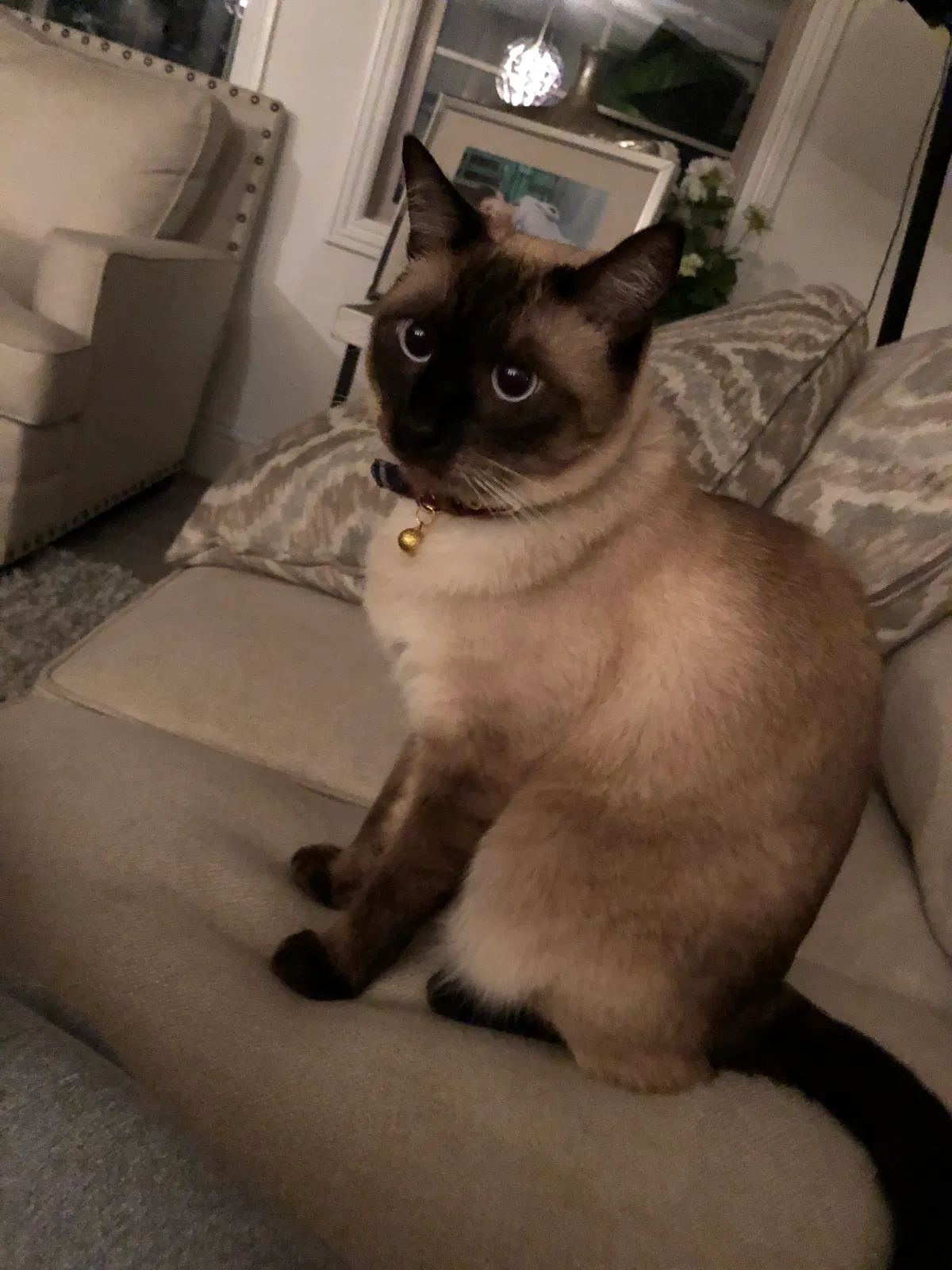 Lost cat in Irvine, CA, 92618