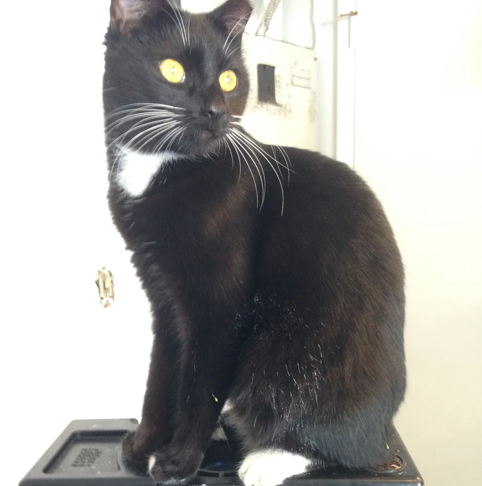 Lost cat in Tampa, FL, 33624