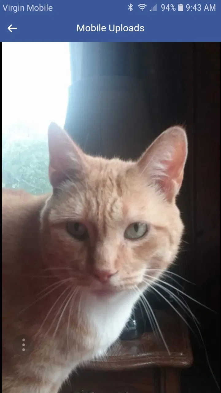 Lost cat in Plainwell, MI, 49080