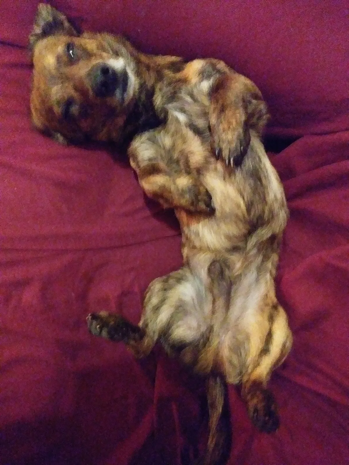 Lost dog in Indianapolis, IN, 46203