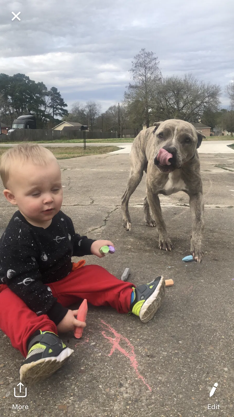 Lost dog in Humble, TX, 77338