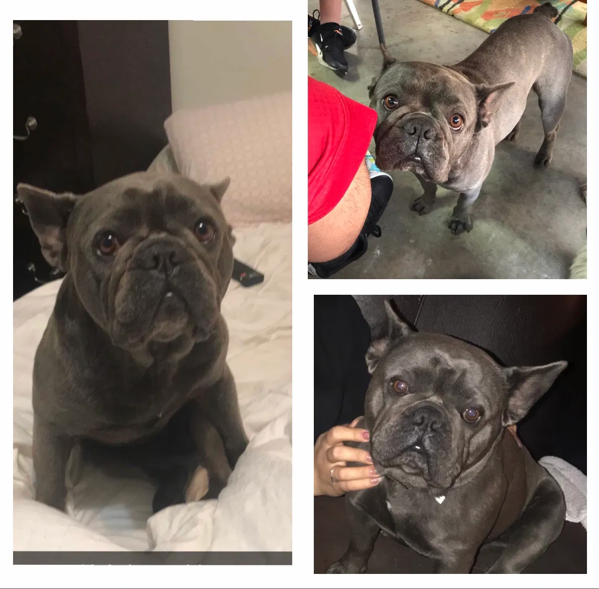 Lost dog in Pico Rivera, CA, 90660