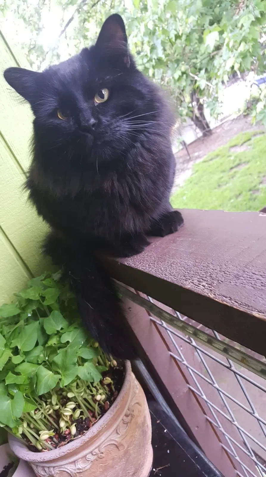 Lost cat in Bountiful, UT, 84010
