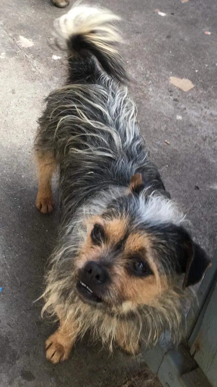 Lost dog in Hayward, CA, 94541