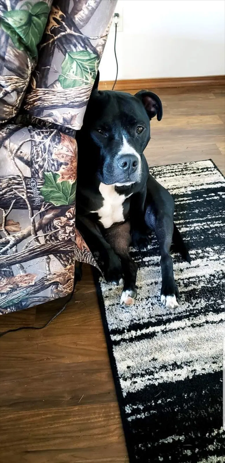 Lost dog in Darrington, WA, 98241