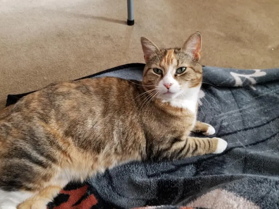 Lost cat in Lee Center, NY, 13363