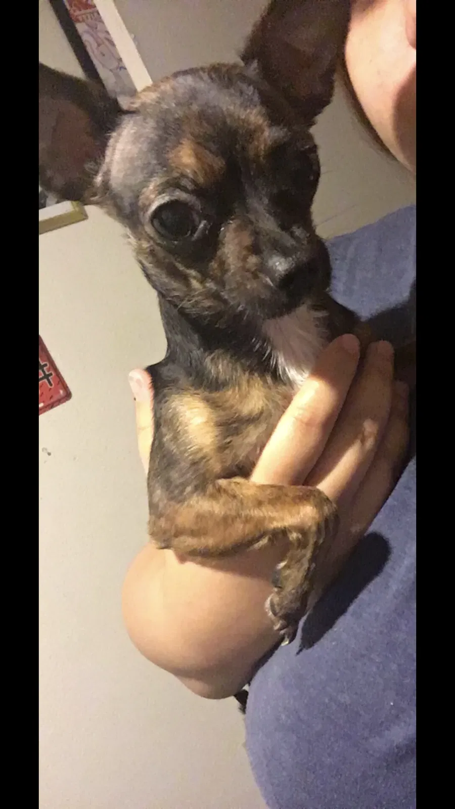 Lost dog in Katy, TX, 77449