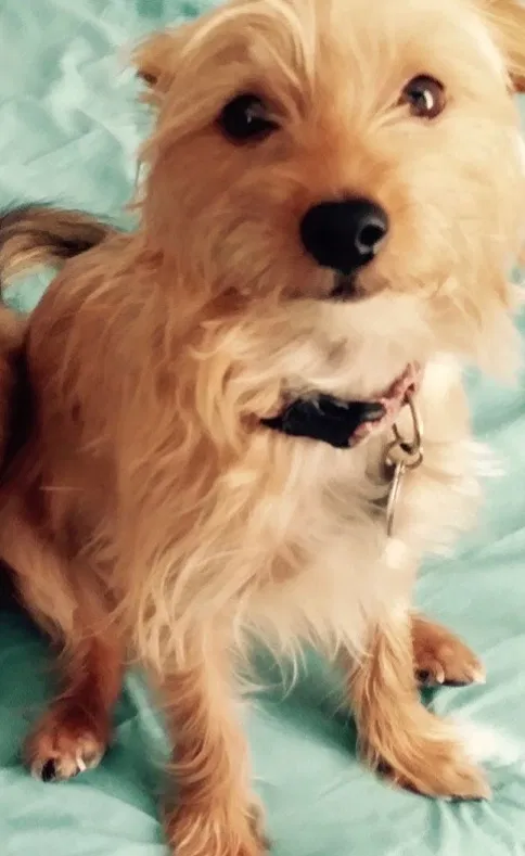 Lost dog in Virginia Beach, VA, 23451