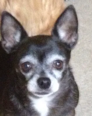 Lost dog in Lubbock, TX, 79416