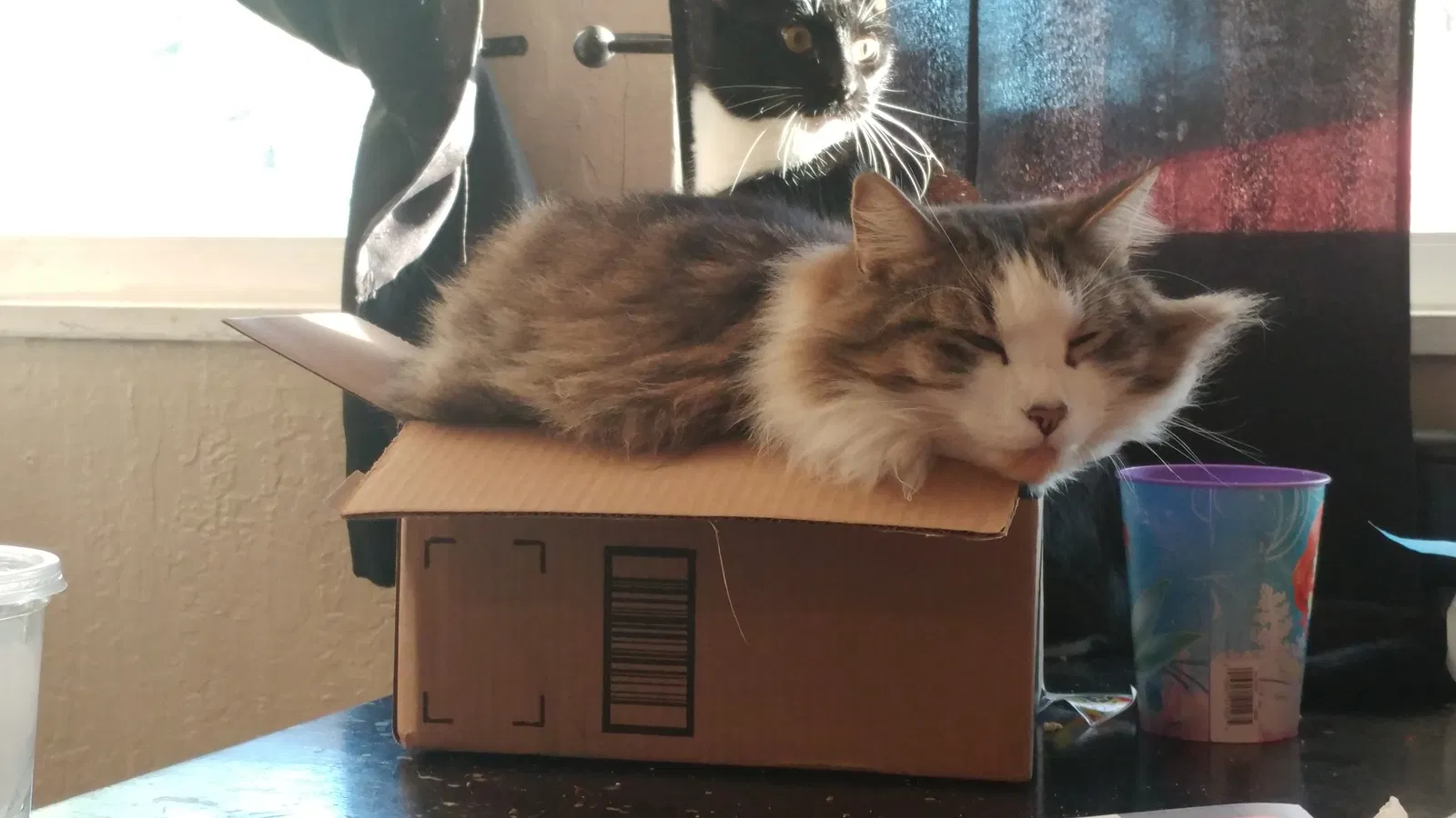 Lost cat in Vacaville, CA, 95688