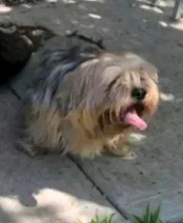 Lost dog in Wichita, KS, 67213