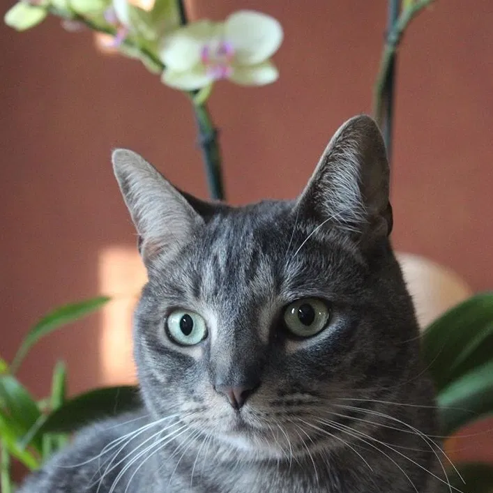 Lost cat in Sacramento, CA, 95829