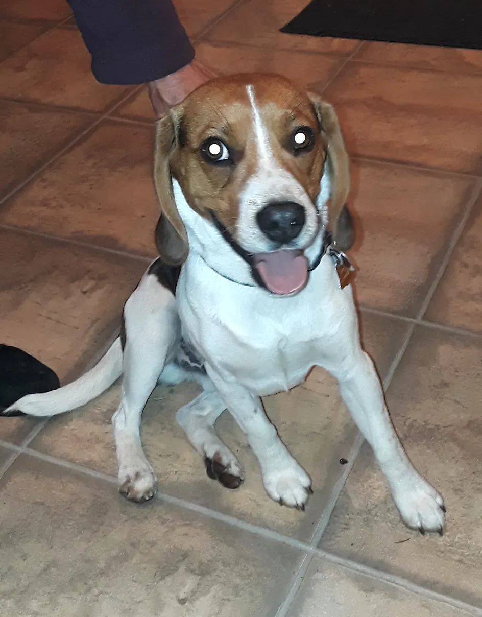 Found dog in Round Lake, IL, 60073